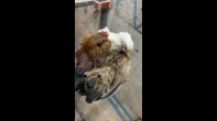 ديك وجاجتين سيراما ماليزي